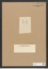 Diatomeae indet. Zeichnungen Sammlung Grunow Nr. 3769 (NHMW-BOT-W0371430)